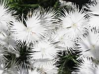 Dianthus Spiculifolius (fam. Caryophyllacees) (04) (Photo F. Mrugala)